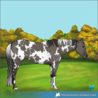 Horse Color:White Spotted Smoky Grullo 