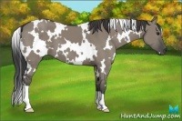 Horse Color:White Spotted Smoky Grullo 