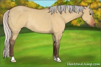 Horse Color:Silver Brown Dun Rabicano 