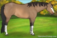 Horse Color:White Spotted Bay Dun