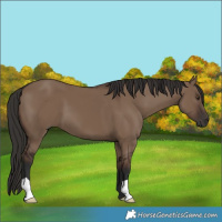 Horse Color:Liver Red Dun 