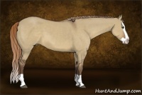 Horse Color:Liver Red Dun Splash 