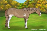 Horse Color:White Spotted Liver Red Dun Splash