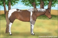 Horse Color:Liver Chestnut Tobiano 