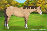 Horse Color:Amber Champagne Splash Rabicano 