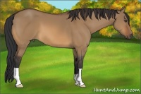 Horse Color:Bay Dun