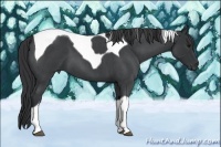 Horse Color:Blue Roan Tobiano