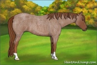 Horse Color:Red Roan 