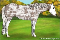 Horse Color:Silver Black Ice Sabino Splash Rabicano 