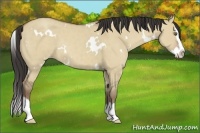 Horse Color:White Spotted Classic Champagne Dun Sabino Splash Rabicano