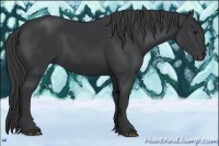Horse Color:Black Rabicano 