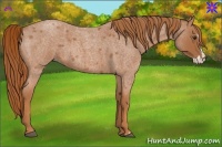 Horse Color:Red Roan Splash Frame