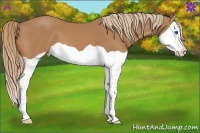Horse Color:Chestnut Splash 