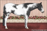 Horse Color:Black Sabino Tobiano Frame 