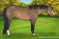 Horse Color:Brown Dun Sabino