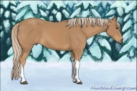 Horse Color:Palomino Tobiano 