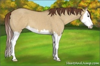 Horse Color:Red Dun Sabino Splash 