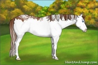 Horse Color:White Spotted Chestnut Splash Rabicano 