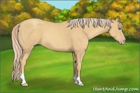 Horse Color:Gold Cream Champagne