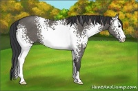 Horse Color:White Spotted Grullo Sabino