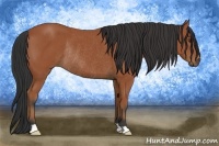 Horse Color:Bay Rabicano 
