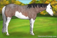 Horse Color:Bay Roan Splash