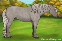 Horse Color:Silver Grullo Roan 