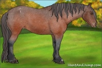 Horse Color:Brown Appaloosa