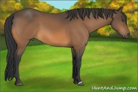 Horse Color:Unknown 