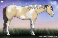 Horse Color:Amber Champagne Dun Sabino Splash Tobiano Frame 