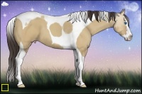 Horse Color:Amber Champagne Dun Splash Tobiano 