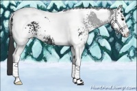 Horse Color:White Spotted Black Tobiano 