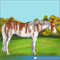 Horse Color:White Spotted Silver Bay 
