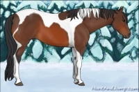Horse Color:Bay Tobiano 