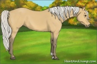 Horse Color:Silver Buckskin 