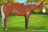Horse Color:Silver Bay Sabino Frame 