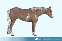 Horse Color:Silver Black Sabino Rabicano 