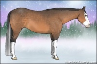 Horse Color:Buckskin Splash 