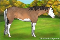 Horse Color:Buckskin Splash 