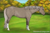 Horse Color:Silver Grullo Roan 
