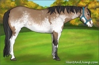Horse Color:White Spotted Bay Dun Frame
