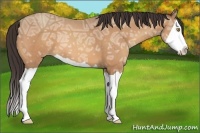 Horse Color:Amber Champagne Ice Splash 