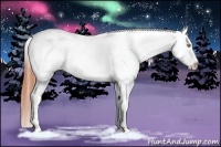 Horse Color:Amber Champagne Sabino Tobiano Appaloosa Rabicano 