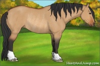 Horse Color:Bay Dun Rabicano 