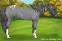 Horse Color:Blue Roan Varnish 