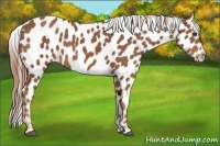 Horse Color:Chestnut Appaloosa 