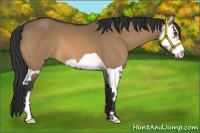 Horse Color:Bay Dun Splash Frame 