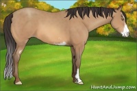 Horse Color:Amber Champagne Sabino Frame 