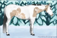 Horse Color:Bay Ice Dun Sabino Splash Tobiano 