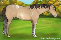 Horse Color:White Spotted Amber Cream Champagne Sabino